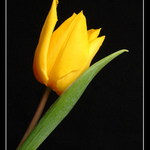 Krásného Valentýna přeji....