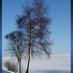 Zima