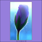 Poupátko k Valentýnu ..