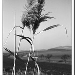 Jen tak ... tráva II.