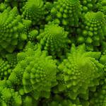 cavolfiore