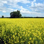 Léto - budiž pochváleno.