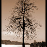 Strom na rozcestí