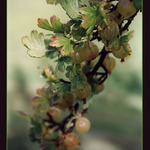 Z naší zahrádky ...