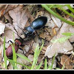 ...spoluhodovnici...