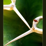 ...: DEEP MAGIC :...