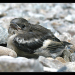 Opustené vtáčatko