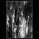 struktura dřeva....