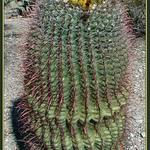 Z Bubákovy zahrádky