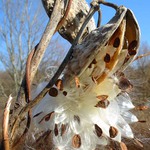 rozmnožující se rostlina II