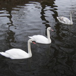 Synchronizované plavání