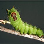 Housenka Martináče čínského