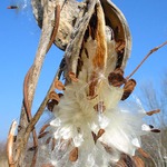 znovu se rozmnožující rostlina