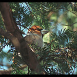 Z oka do oka I. - Dlask