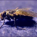 <b>Fly-muška jenom zlatá . . .</b>