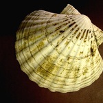 mušle