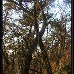 zdřevěnělý milenci