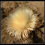 Chlupaté sluníčko....