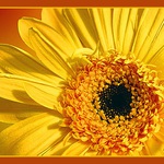 gerbera pro Doru ;))