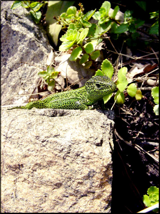 ještě jednou upravená"POHODA"