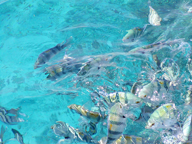Red Sea