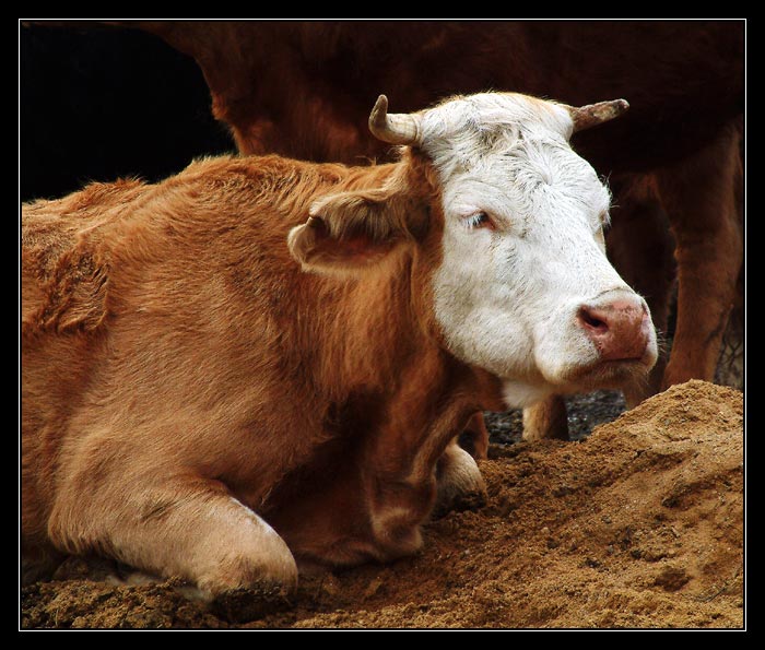 To je ale nuuuuda.....