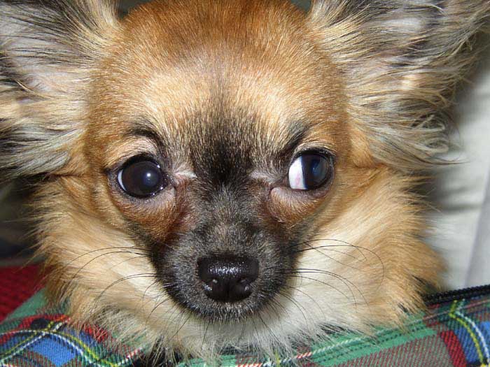 tak se šilhá hlady