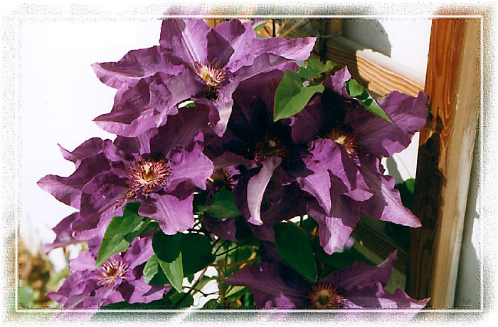 clematis