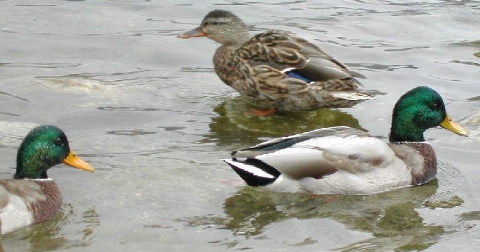 Kačenky