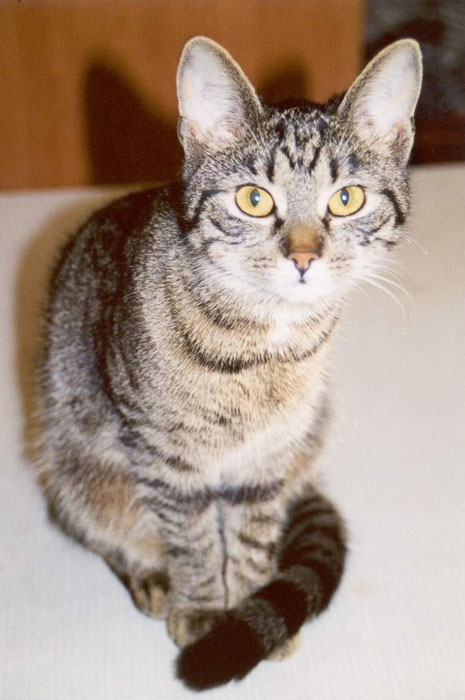 Kočka Cecilka
