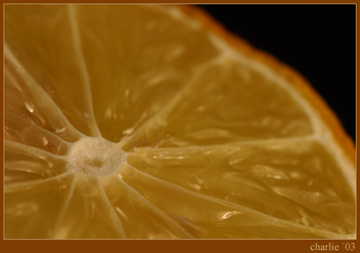 citron obecny