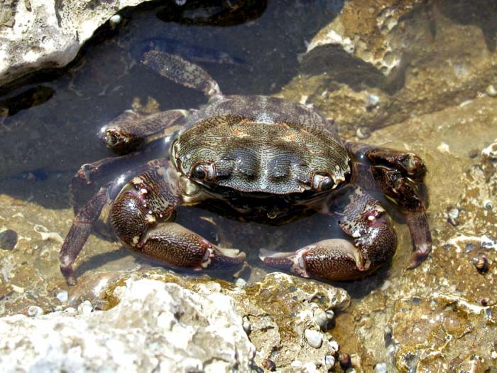 krab