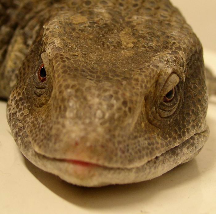 VaRáNeK