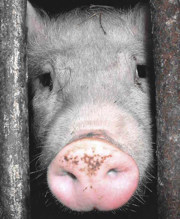 Porky-pig