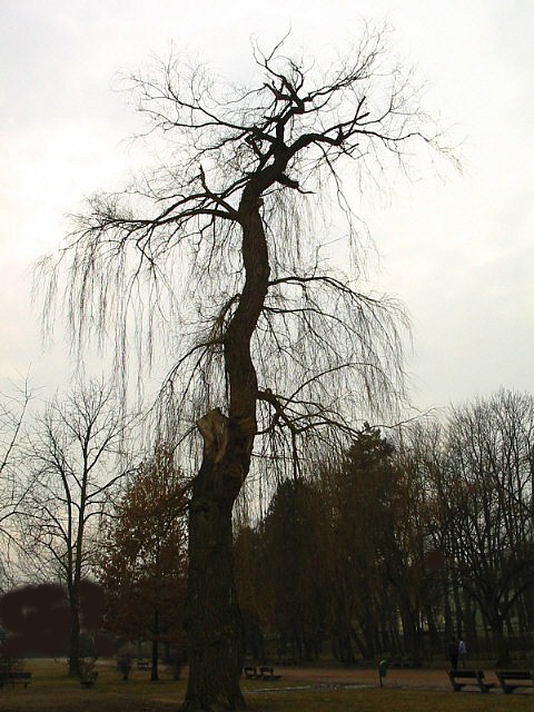 haluzák parkový