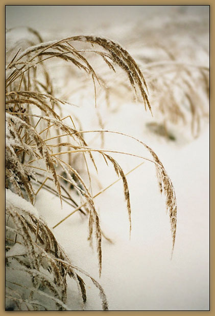 snow land