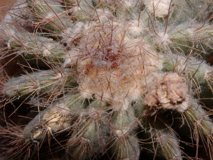 kaktus