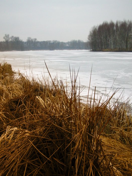 Zimní rybník