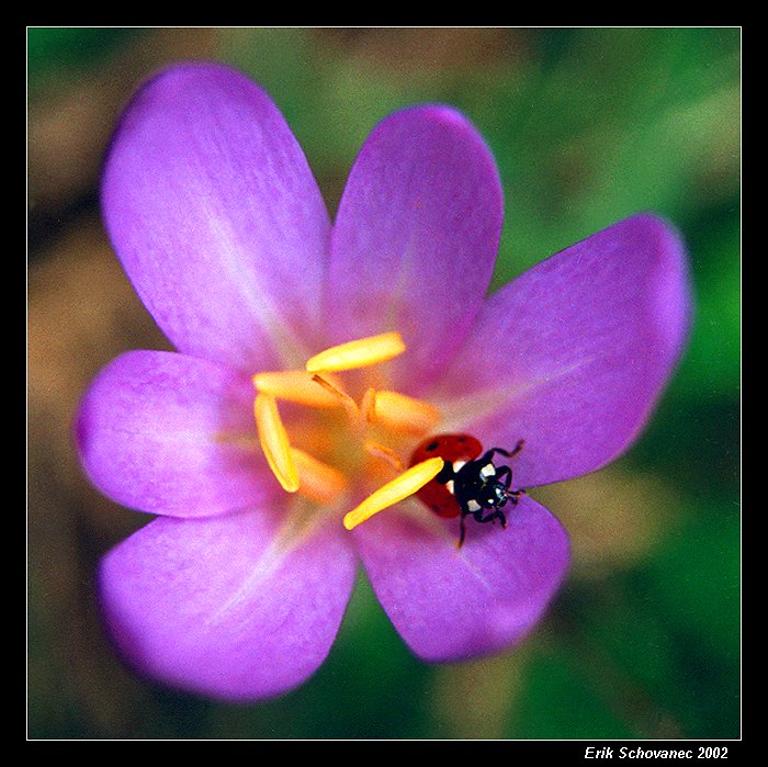 Coccinella septempunctata