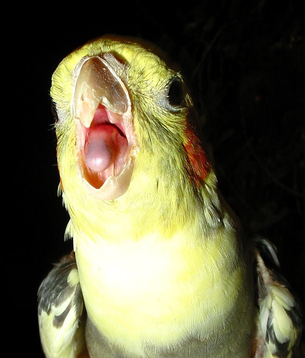 Dravec útočí ... :o)