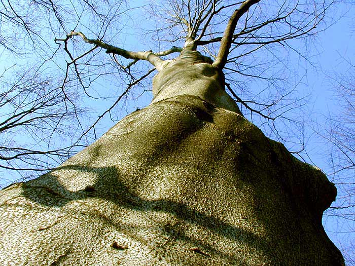 Stromeček