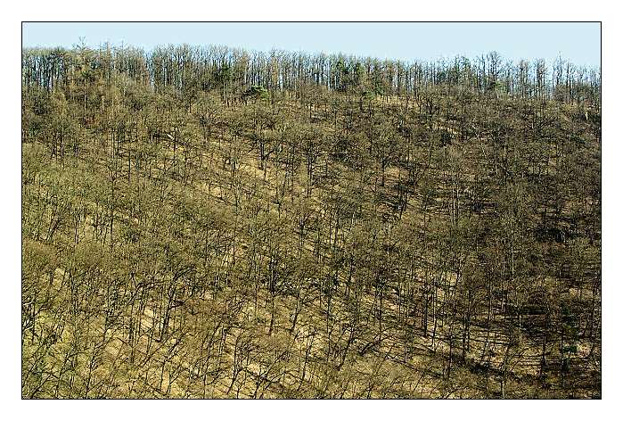 Nevíte někdo, kde bych našel akátový háj?