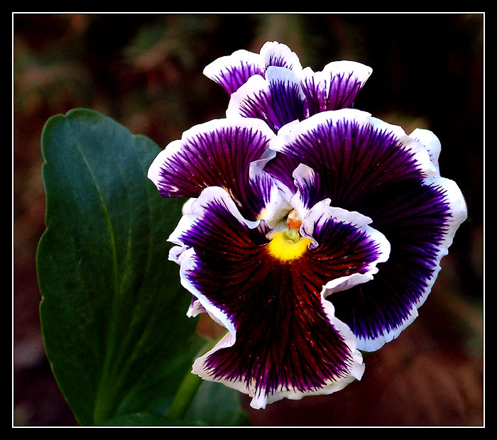 ...už mi kvetou macešky...