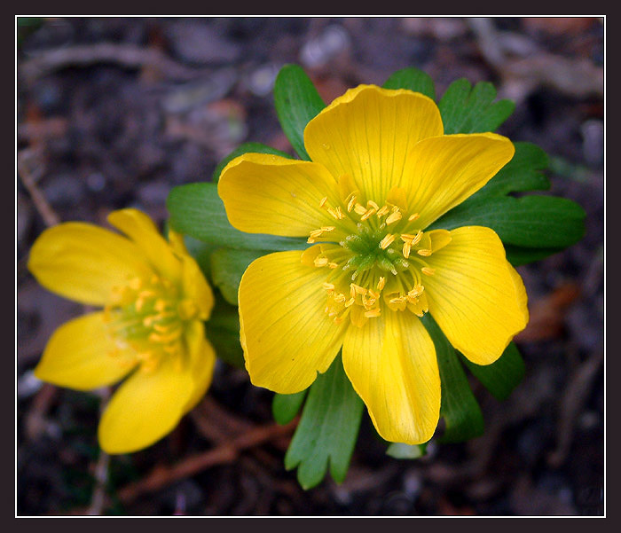 ...už odkvétají...