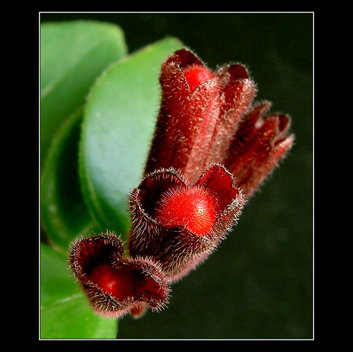 ...aschinantus...