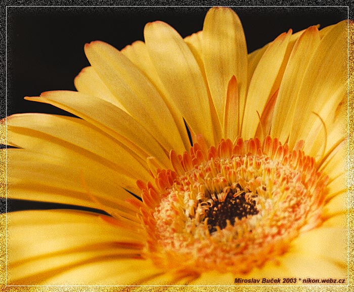 gerbera...
