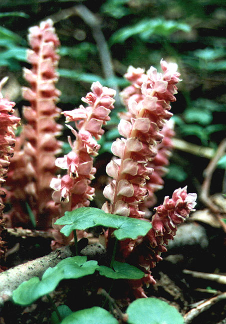 Zahadna rostlina
