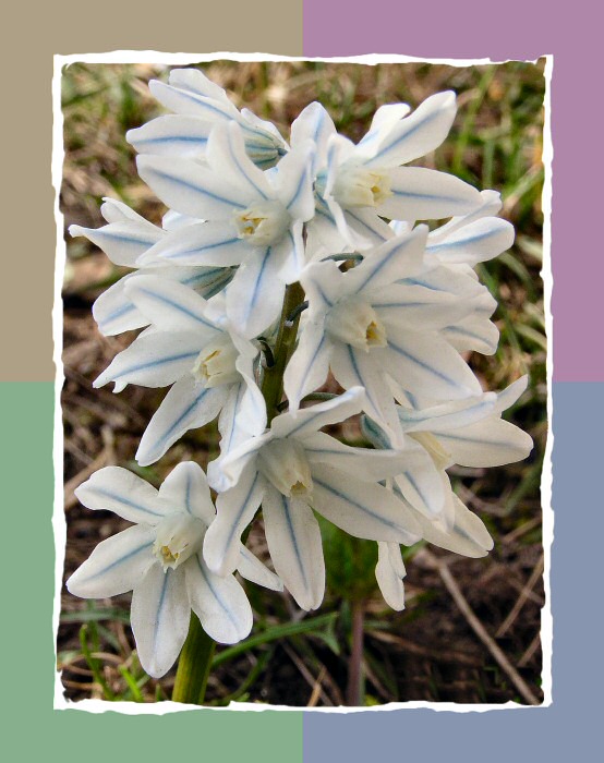 Crazy flower....