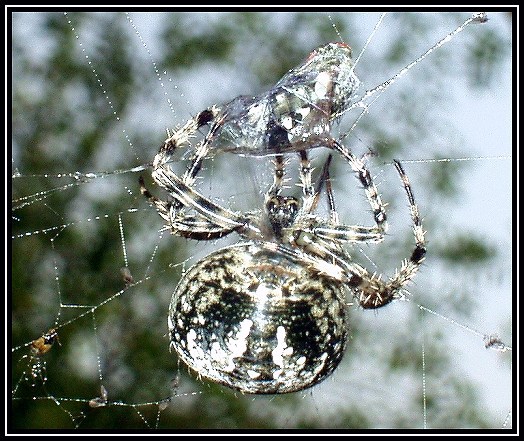 Pavouk II.