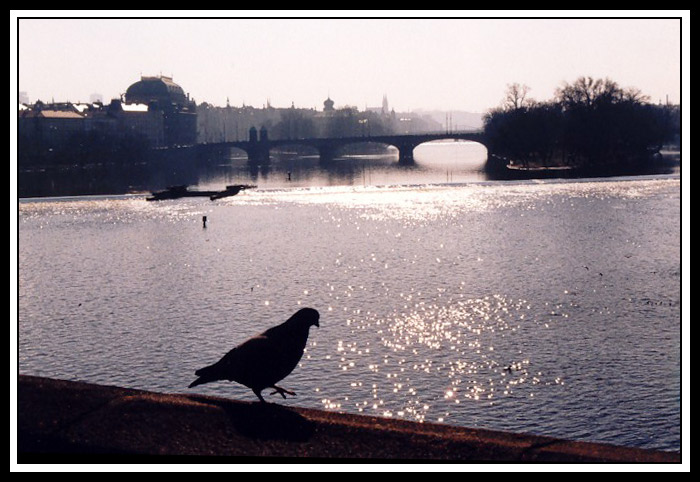 Promenáda pro holuby